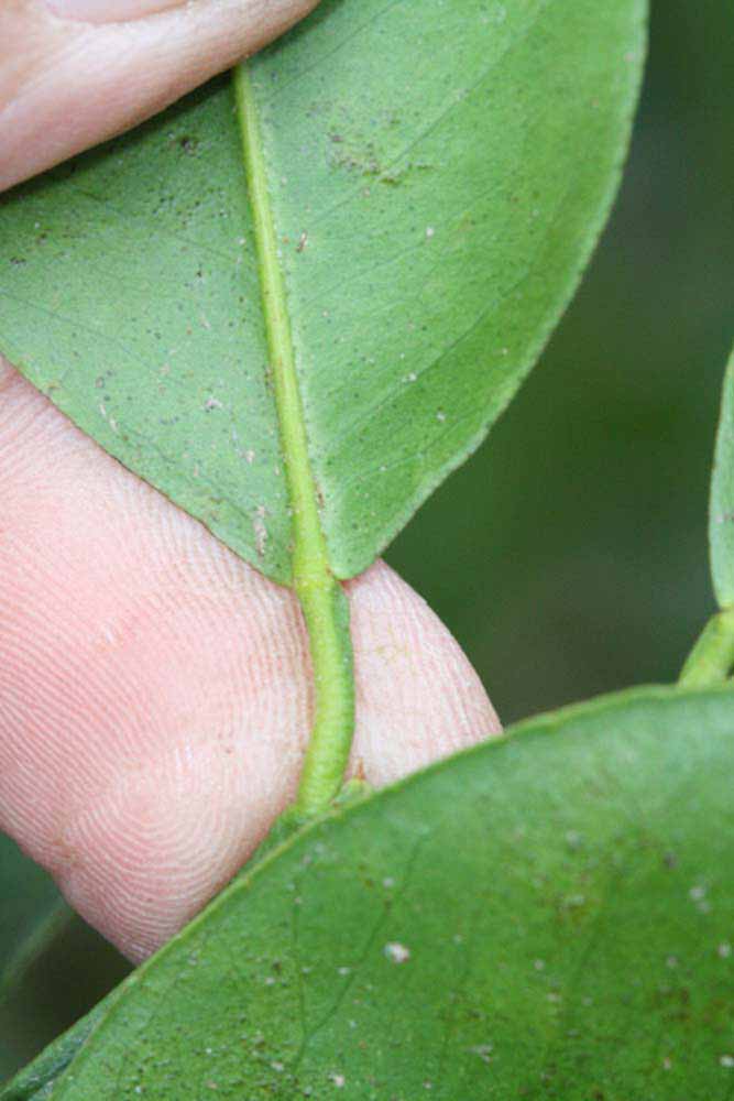              Petiole (Riverside, CA)       